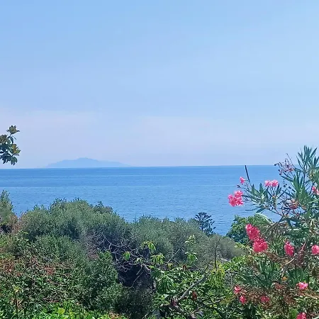 Magnolia *
